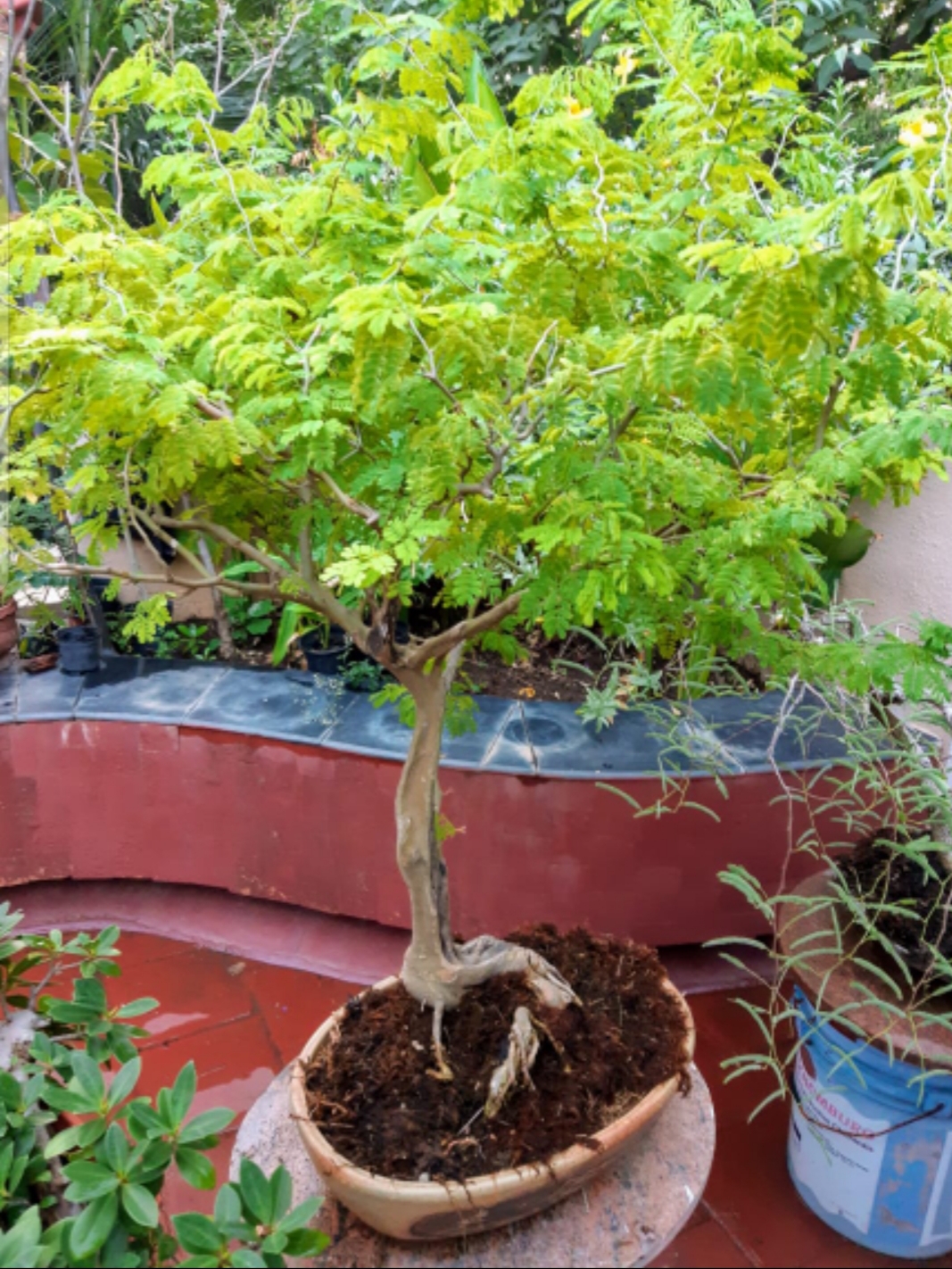Bodhi Bonsai, Chennai, India