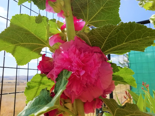 Malvón o malva real (Alcea rosea L.).