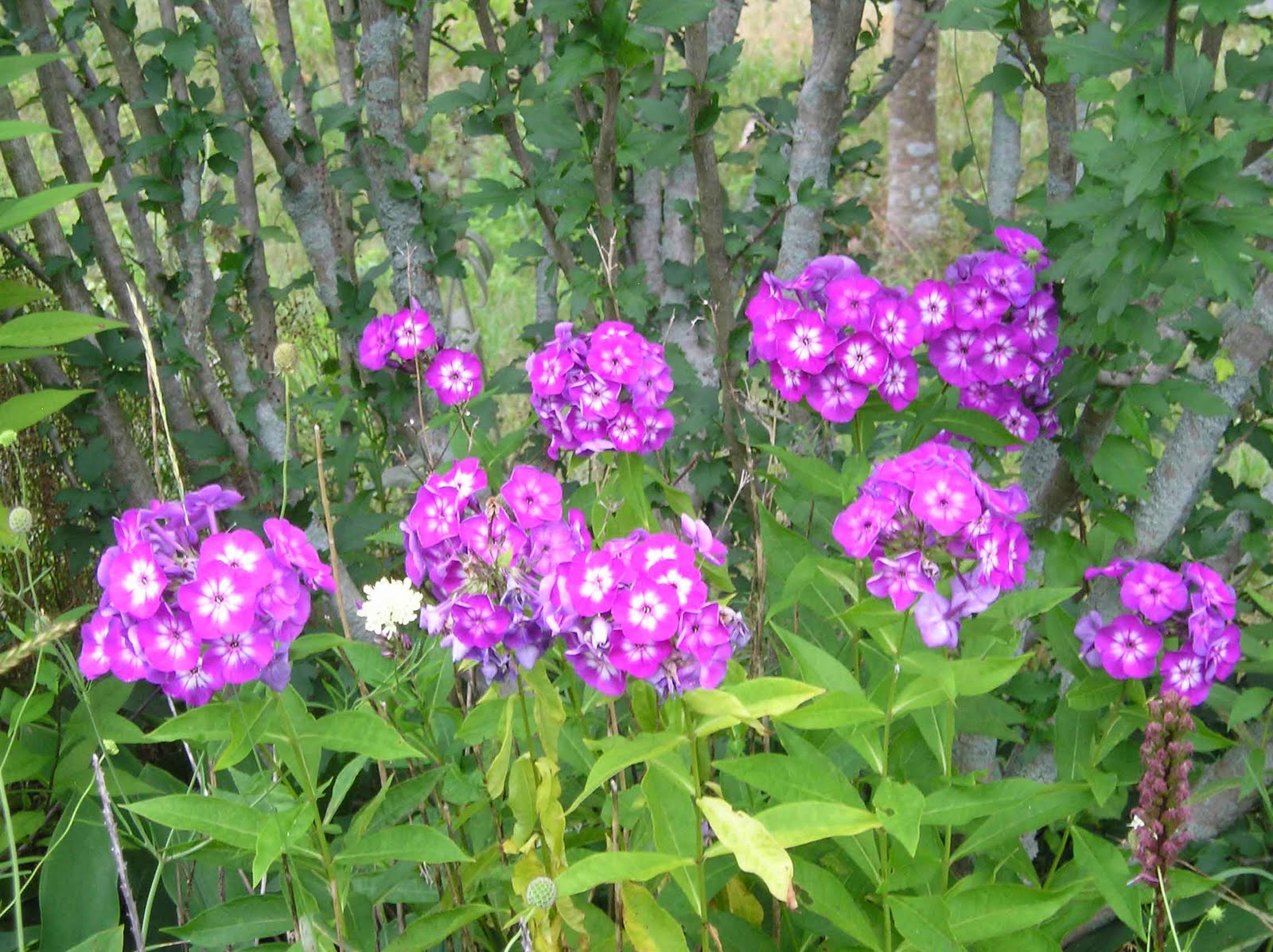 Rabbits Eat Quilts The Truth About My Garden