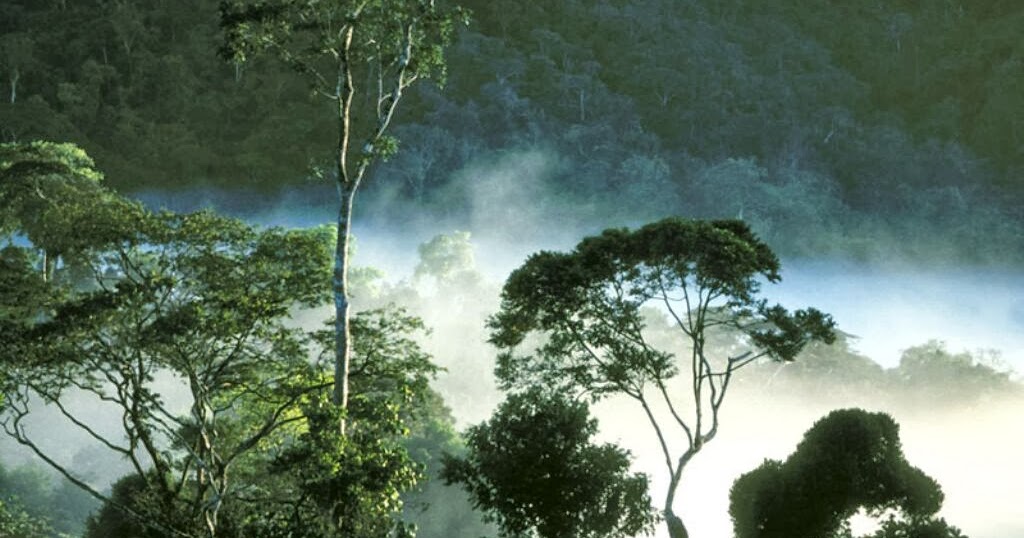 Gambar Hutan Bakau Terbesar di Dunia