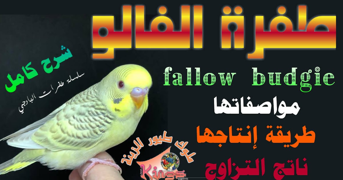 شرح تفصيلي لطفرة البادجي الفالو وكيفية إنتاجها