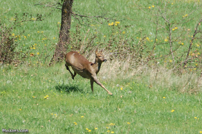 Cabirol al Solsonès Cabirol al Solsonès