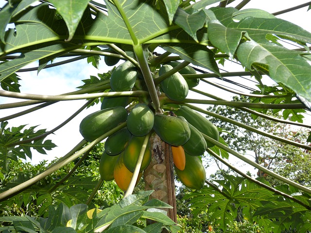 papaya-فوائد البابايا التاضجة ام الغير الناضجة papaya-فوائد البابايا التاضجة ام الغير الناضجة
