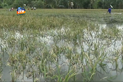 Ribuan Hektare Padi Terendam Banjir, 546 Hektare Terancam Puso