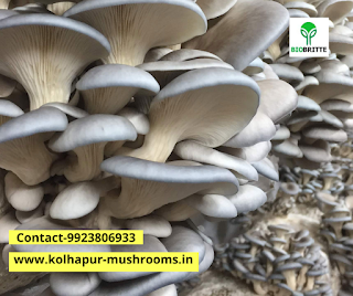 Oyster Mushroom nutritional value per 100g