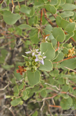 Tala de burro (Lycium boerhaviaefolium)