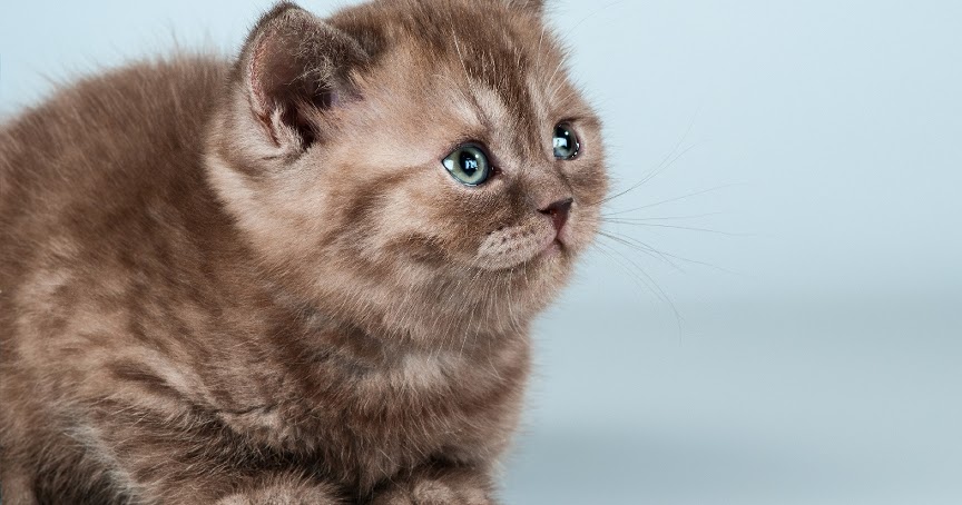 Veterinary X-Ray: The Whys and Wherefores of Cat Color Changes