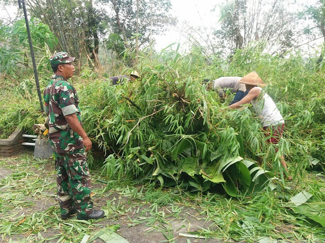 Babinsa Ngandong Bersama Warga Bersihkan Pohon Tumbang Di Jalan