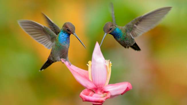 Deskripsi Burung dalam Bahasa Inggris dan Artinya Bahasa