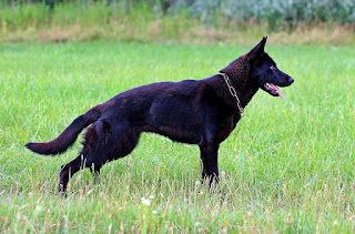 black German shepherd, most dangerous dog