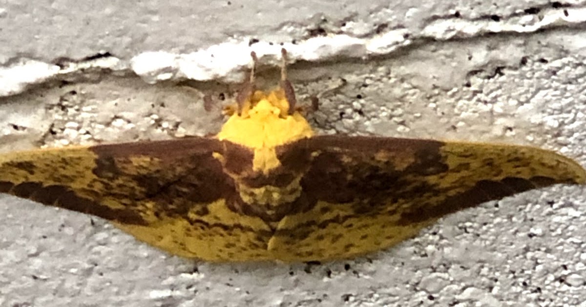 Musings from a Dirty Garage Imperial Moth