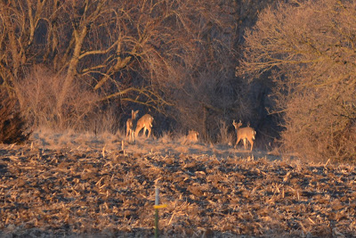 deer (Cell photo by Trisha)