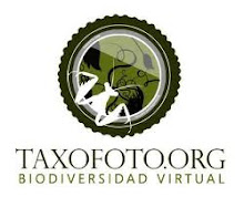 Este blog colabora con el proyecto taxofoto