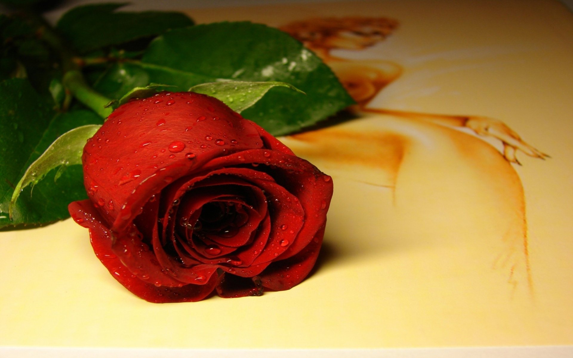 Gambar Bunga  Mawar  Merah Cantik 11 Gambar 