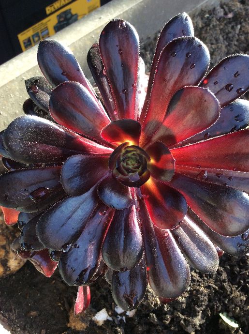 Marinduque My Island Tropical Paradise My Cacti and Succulents in