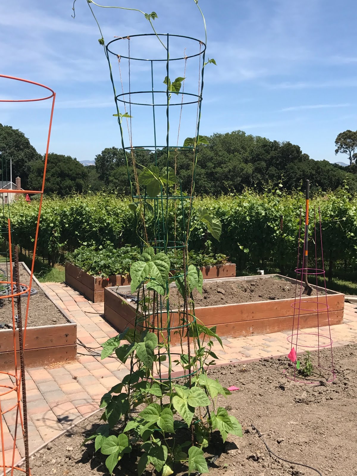 Foods For Long Life How To Grow Pole Beans 7 Feet High A Better Use