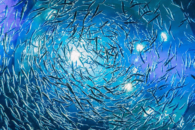Underwater Photography in 4K - Pics-Directory Underwater Photography in 4K - Pics Directory