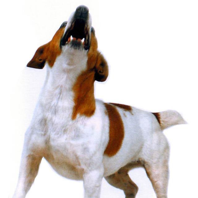 Mascotas, perros y gatos, animales domésticos: Como evitar que el perro