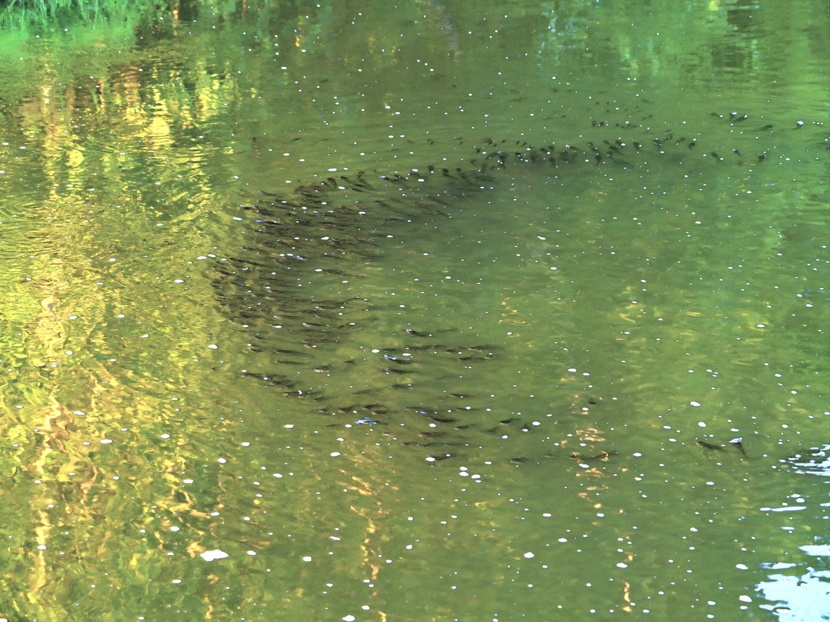 koi-pond-scum-3.jpg