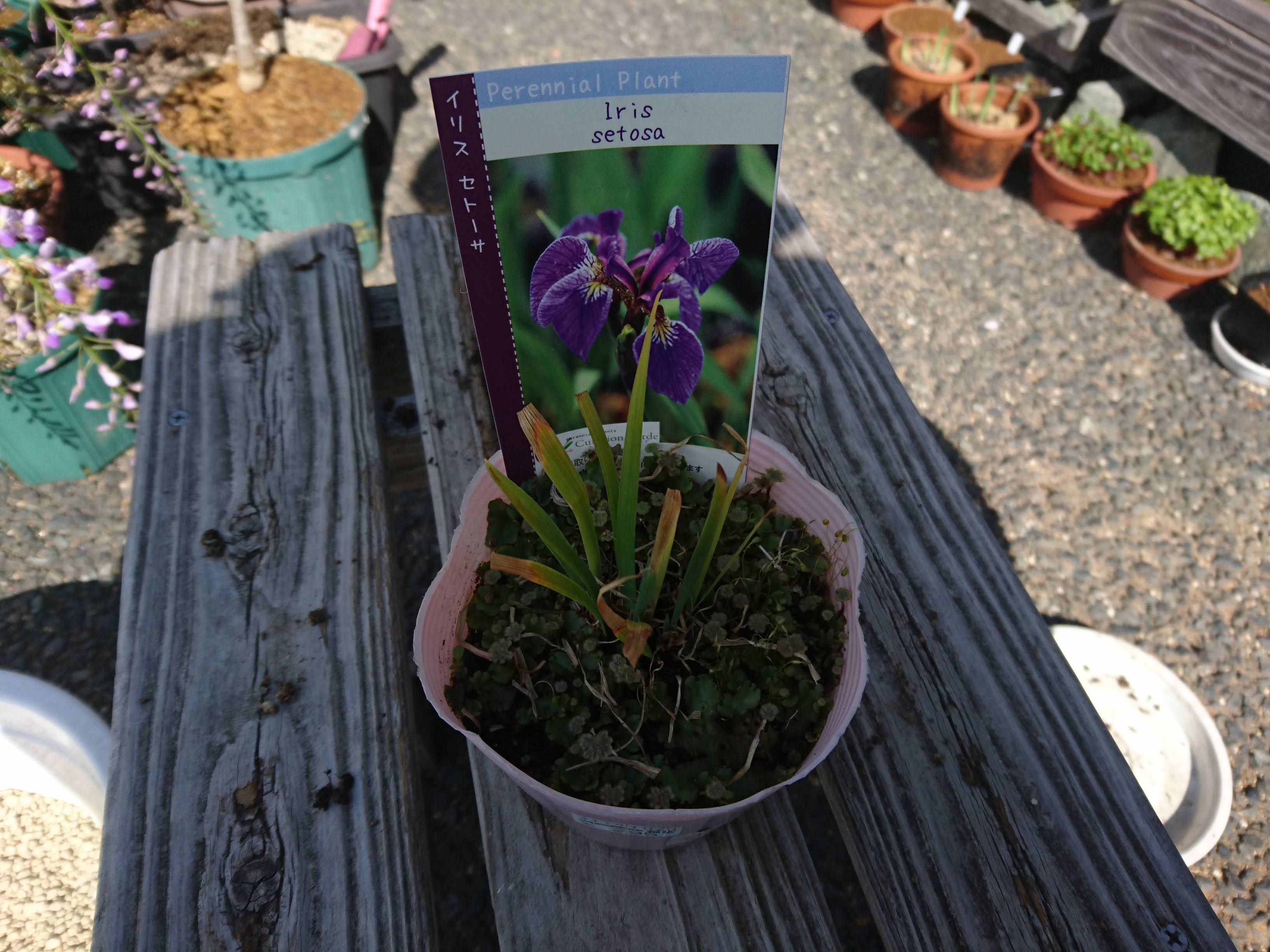 アヤメの育て方 小さな鉢に植え付けてミニ盆栽で美しい紫色の花を楽しむ メダカの大工