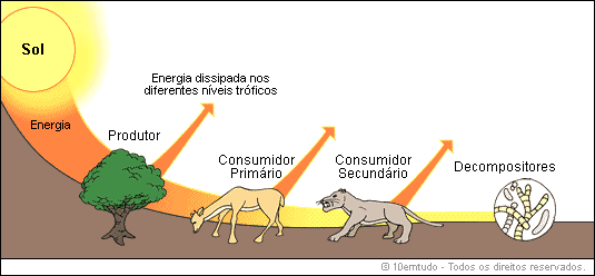 Meow: Produtores , consumidores e decompositores.