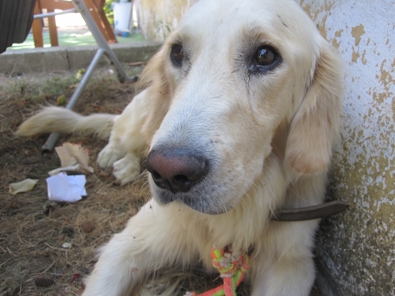sagratan eski av köpeği