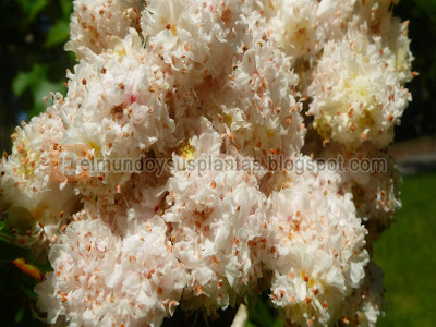Flor aesculus hippocastanum