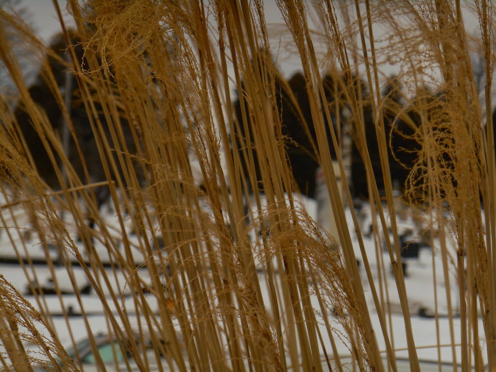 Beyond The Reeds, Across The Road...