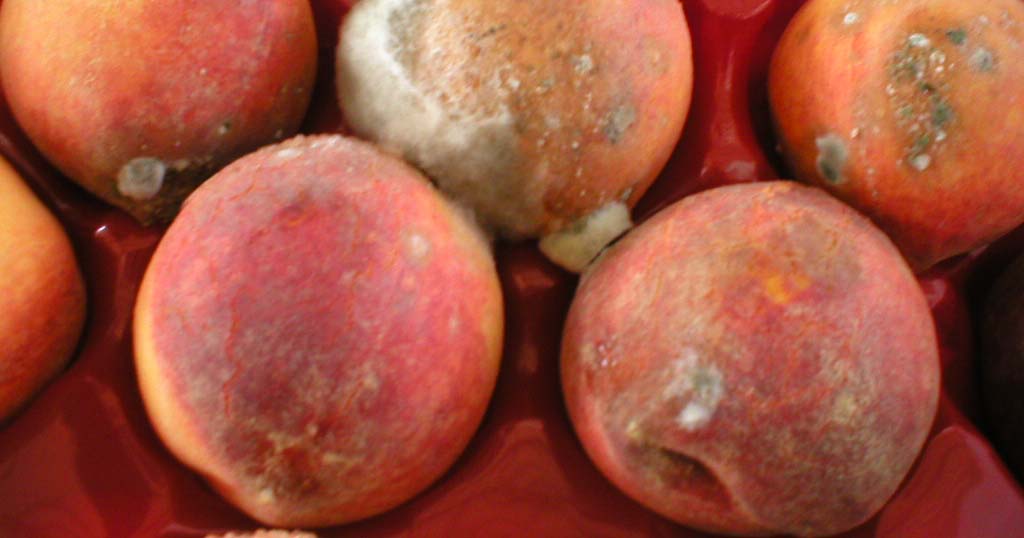 El mundo del Marine Surveyor (Capt.V.Massey) FRUTOS DE HUESO. MELOCOTON/DURAZNOS El mundo del Marine Surveyor (Capt.V.Massey) FRUTOS DE HUESO. MELOCOTON/DURAZNOS