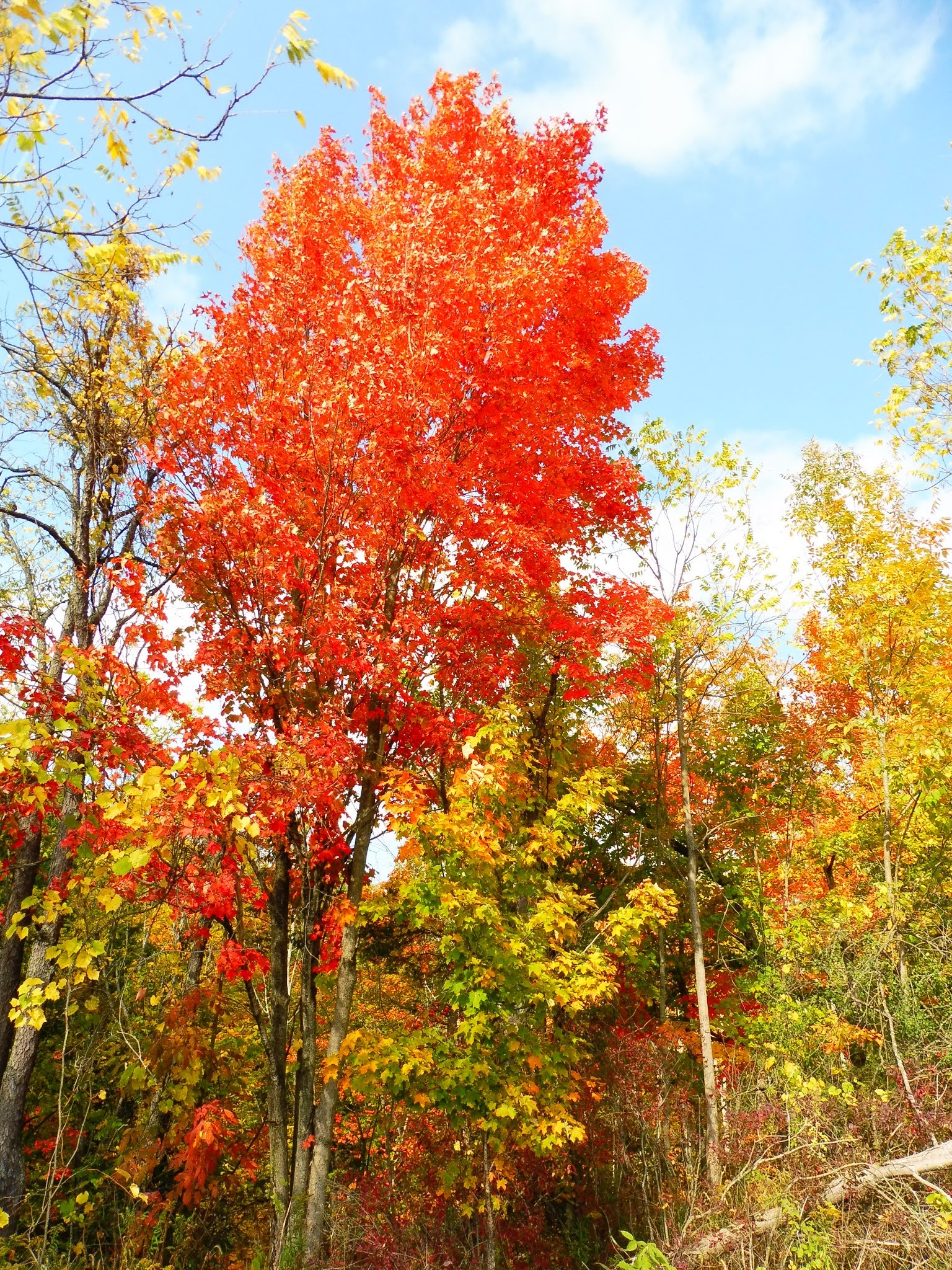 vicarious travelling Bruce Trail Short Hills