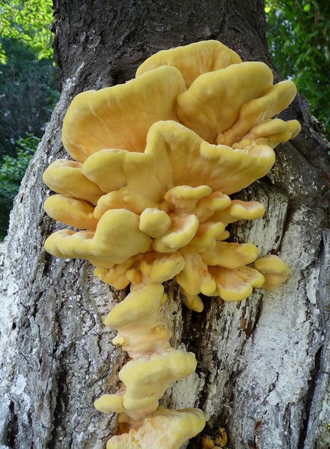 Mushroom That Smells And Taste Like Chicken Desert illusion
