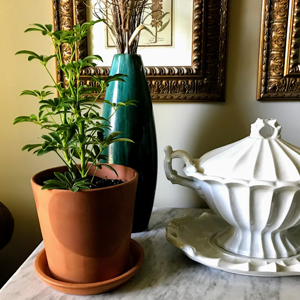 WHERE DO PLANTS GO? Simple and Serene Living