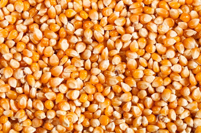 اسعار الذرة الصفراء اليوم الثلاثاء 9 فبراير 2021 اسعار الذرة الصفراء اليوم الثلاثاء 9 فبراير 2021