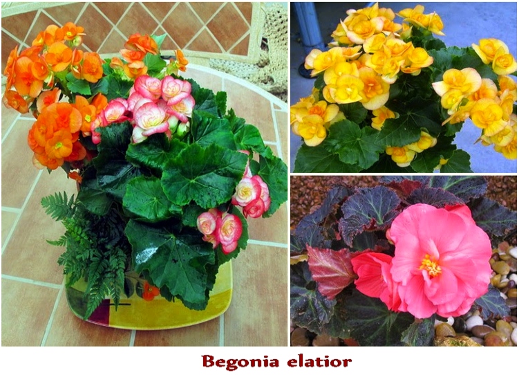 Plantas y flores: Begonia x tuberhybrida