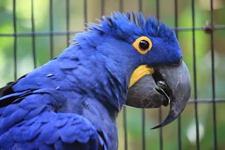 ببغاء الازرق  او Hyacinth Macaw