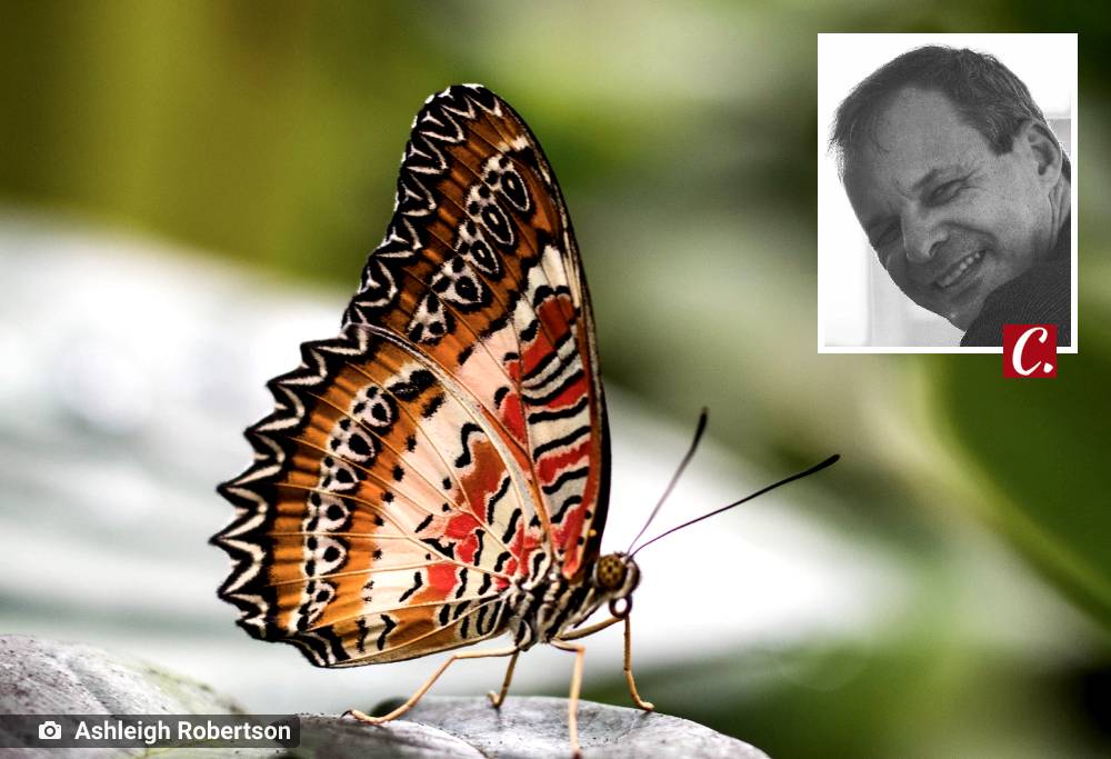 literatura paraibana olhar poetico borboleta belezas natureza
