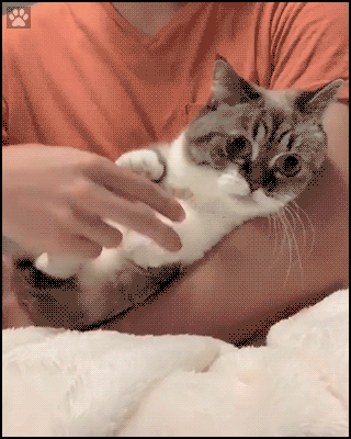 Cute Cat GIF • Adorable ‘Pooky’ enjoying a good tuna. Her Human hold her in his arms like a big teddy bear. Cute Cat GIF • Adorable ‘Pooky’ enjoying a good tuna. Her Human hold her in his arms like a big teddy bear.