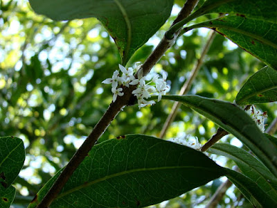 The Lents Farmer Today S Favorite Plant Osmanthus X Fortunei