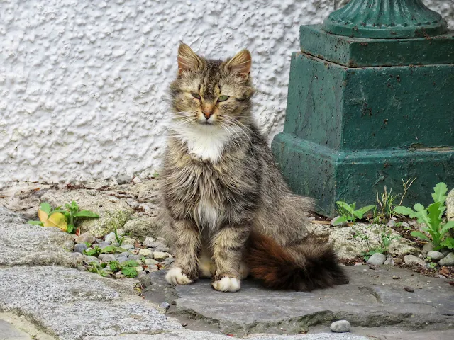 Cute cat at Ghan House Hotel in Carlingford Town Ireland