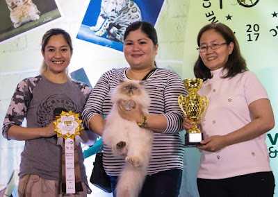 Cat show winners with trophy and yellow award ribbon Cat show winners with trophy and yellow award ribbon