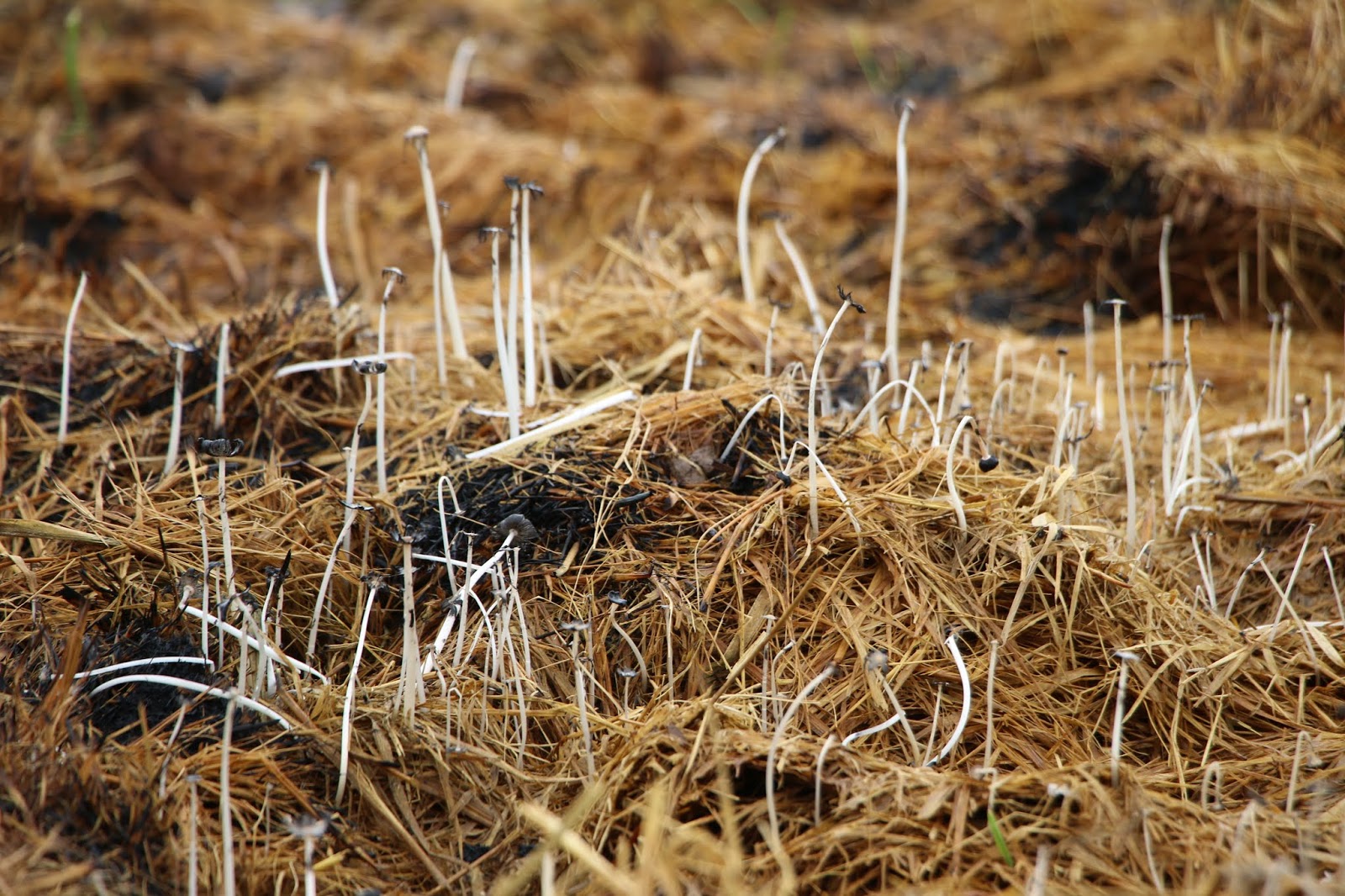 Jamur Merang Jamur Jerami Sawah