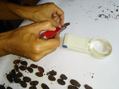 Prueba de Corte (CUT-TEST) Realización de la prueba de corte con navaja, sobre una cartulina blanca con el uso de lupa para observaciones.