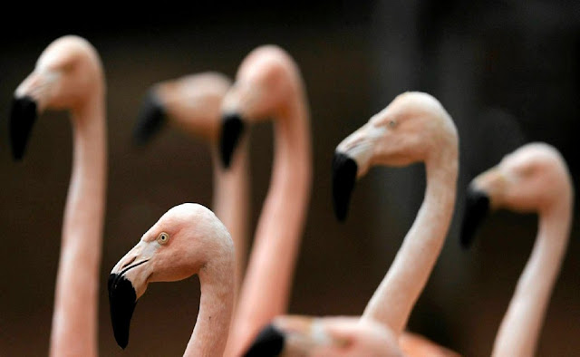 Группа фламинго в бразильском зоопарке Сорокаба