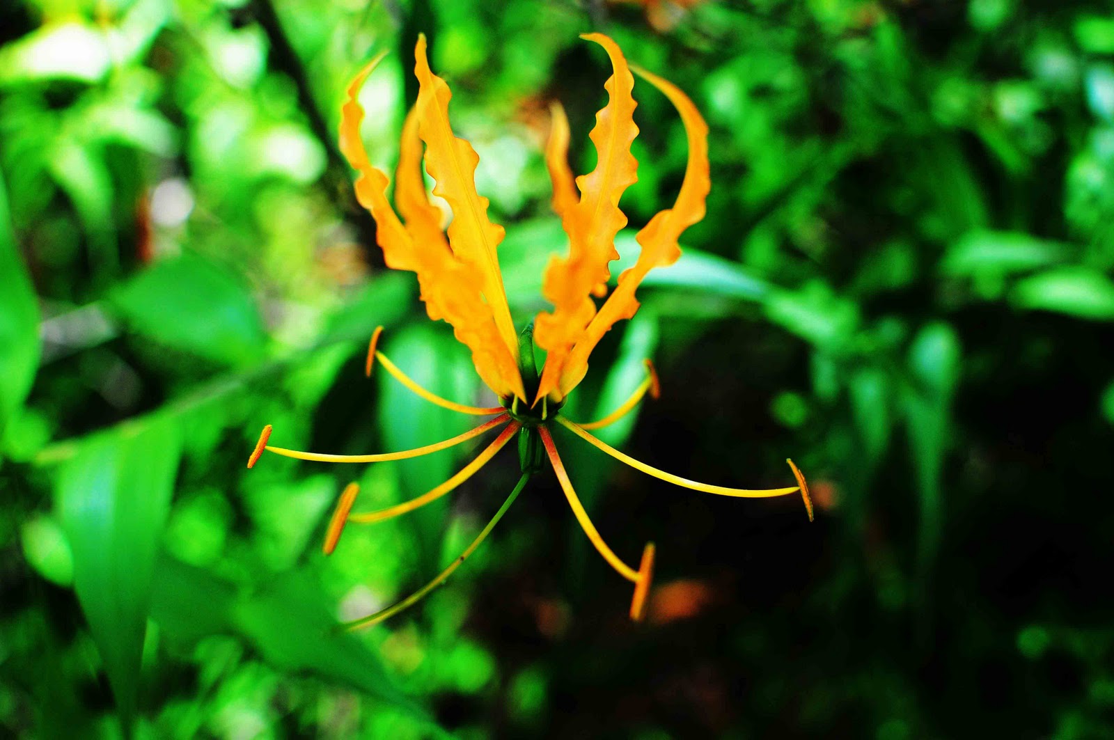 Nellie In Africa Flame Lily nellie-in-africa-flame-lily