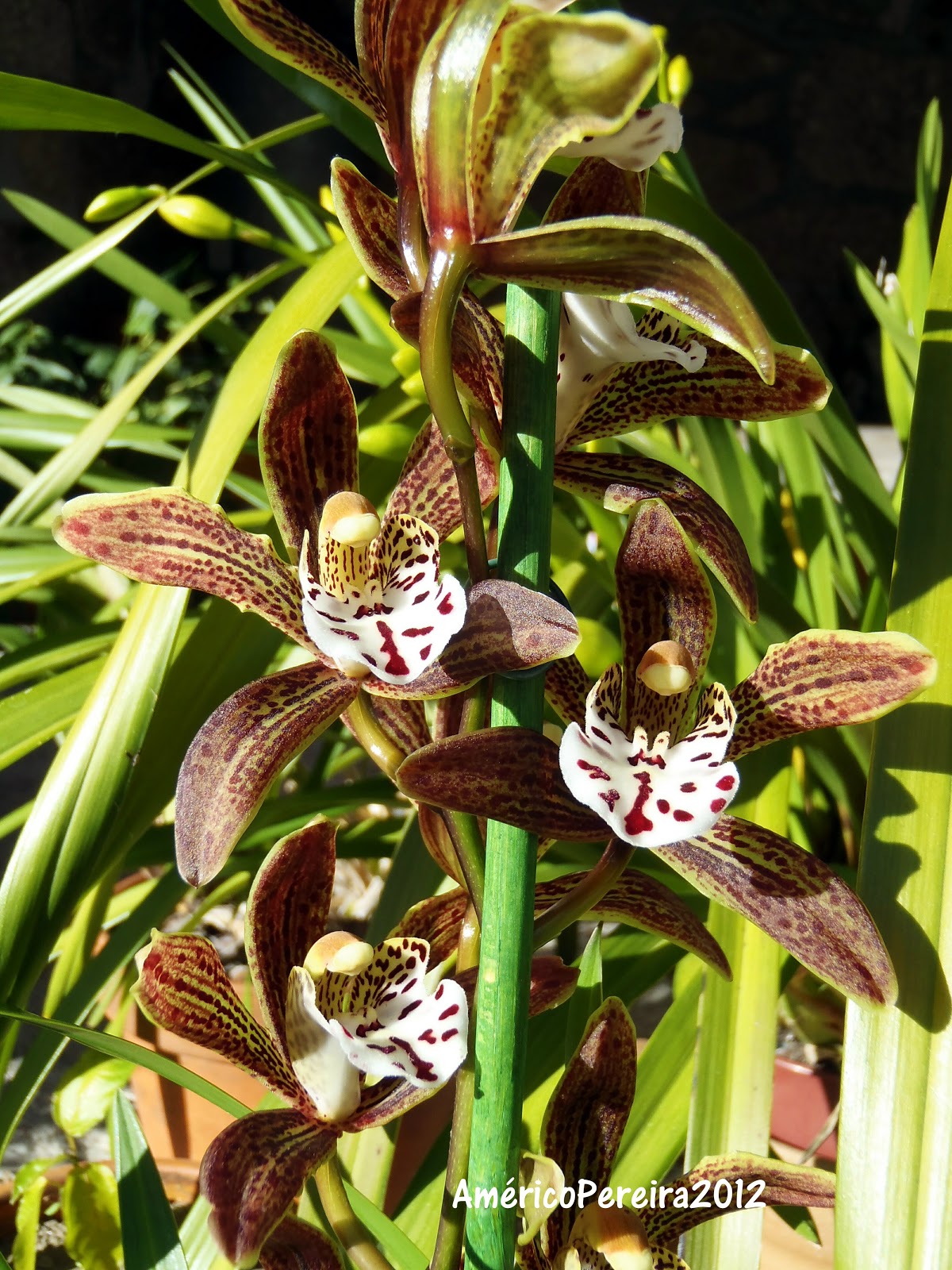 Orquídeas soltas: Cymbidium (híbrido)