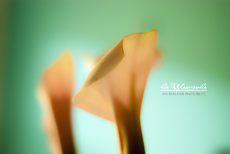 Der fast geheime Garten: Aus dem Leben eines "Katerkatzetieres"