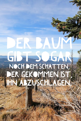 Die 50 besten Zitate zu den Themen Wald und Bäume | Waldzitate | Baumzitate | Naturzitate | Zitate-Wald | Inspirierende-Zitate