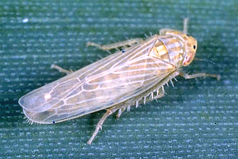 Cosas de biólogos: ¿Que es control biológico?