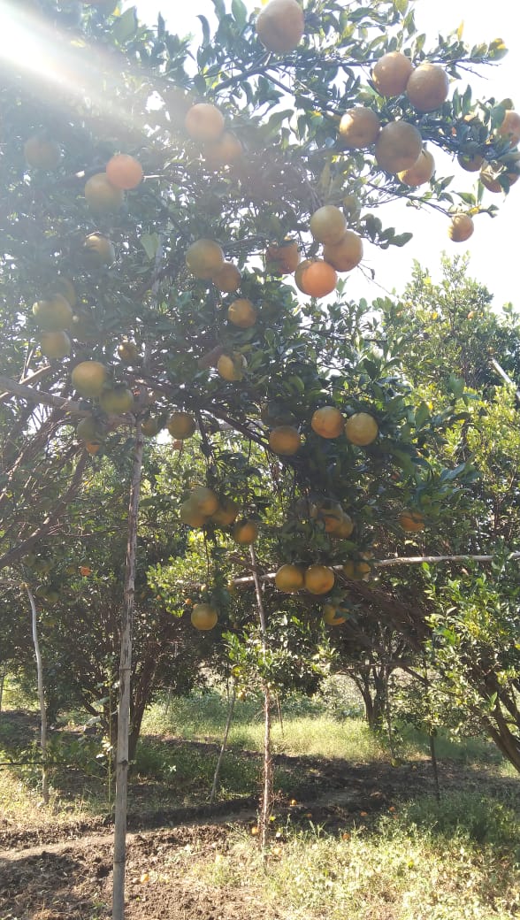 Order Nagpur Oranges Directly Form Farms at 12rs