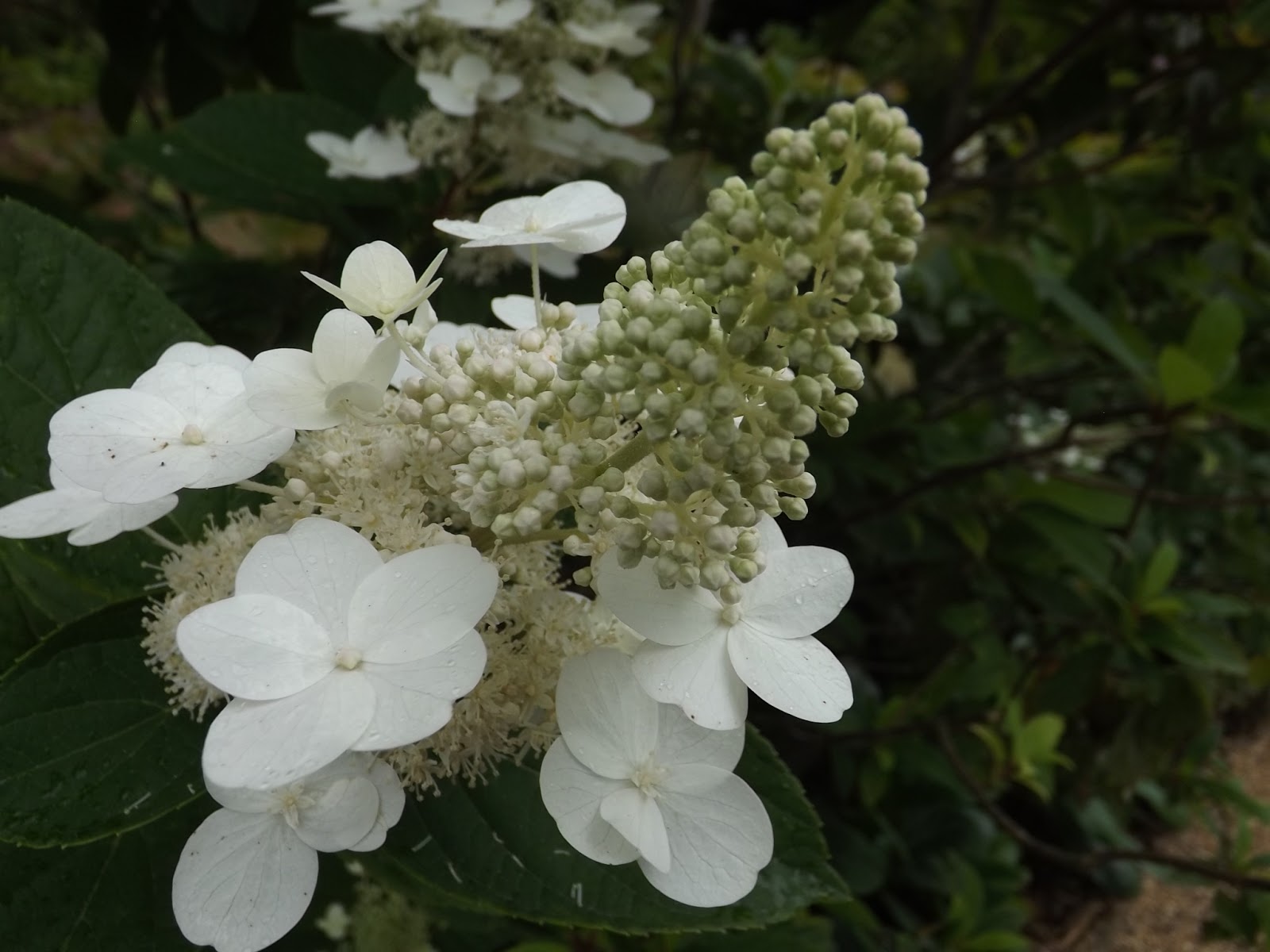 The pruning expert Pruning Hydrangea paniculata